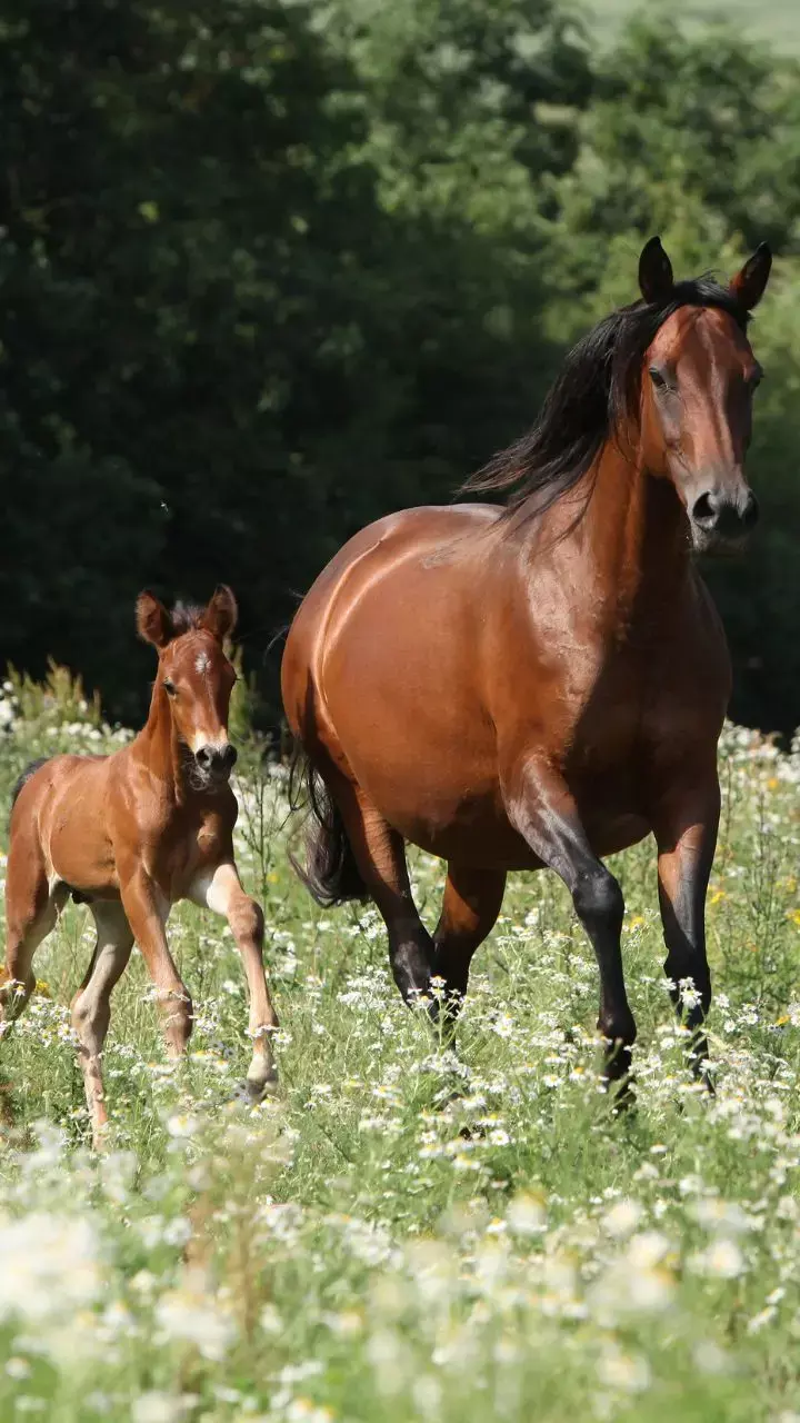 Global One Health Day 2022