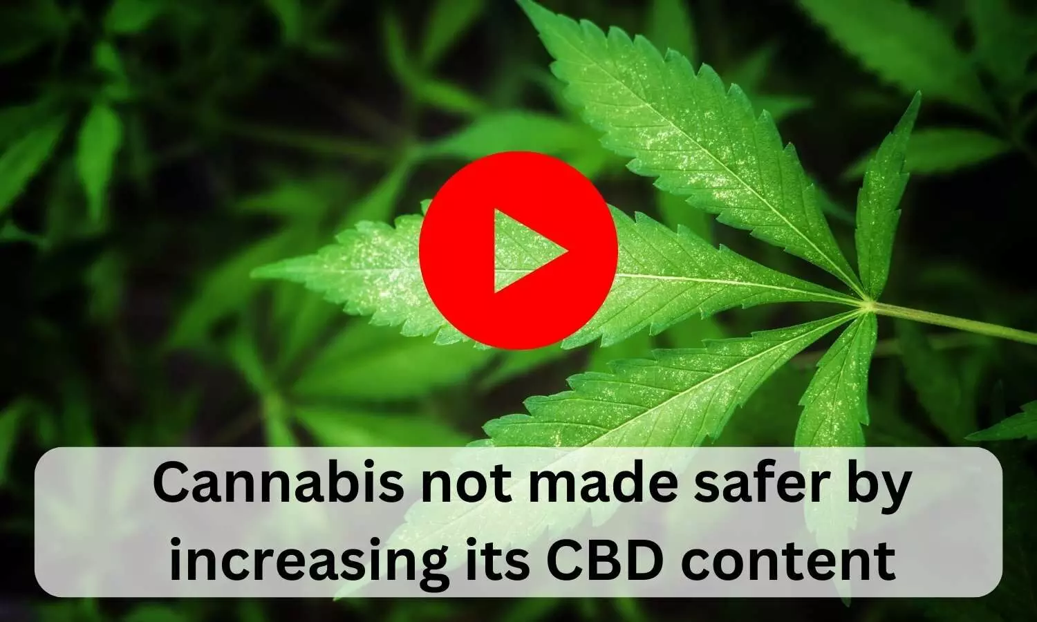Cannabis not made safer by increasing its CBD content