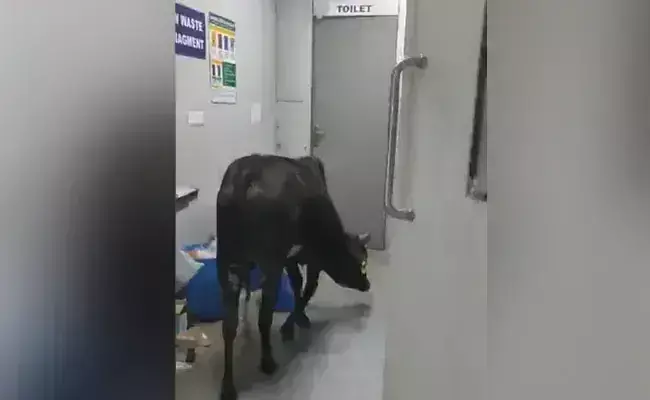 Viral video: Cow strolls inside ICU ward of Rajgarh hospital, eats medical waste; 3 staff members sacked
