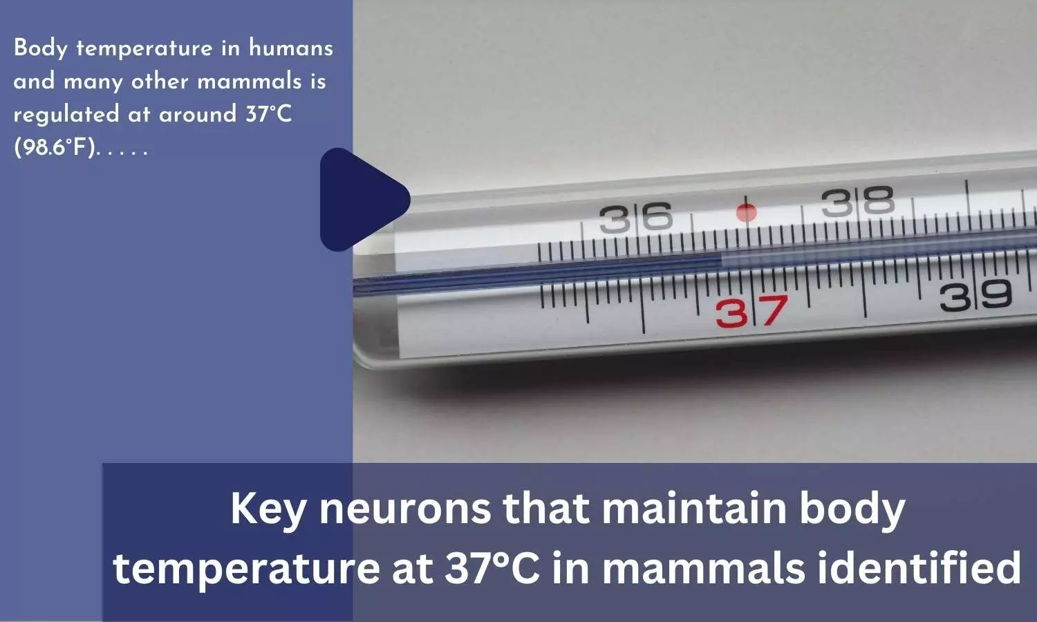 Key neurons that maintain body temperature at 37°C in mammals identified