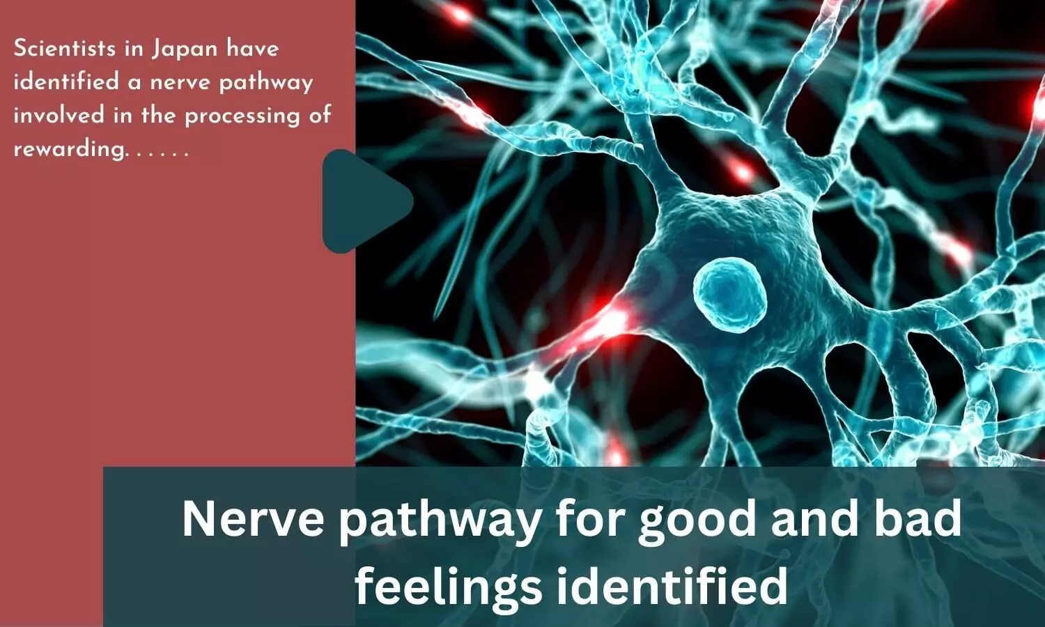 Nerve pathway for good and bad feelings identified