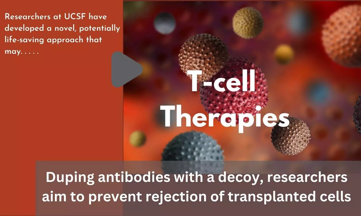 Duping antibodies with a decoy, researchers aim to prevent rejection of transplanted cells