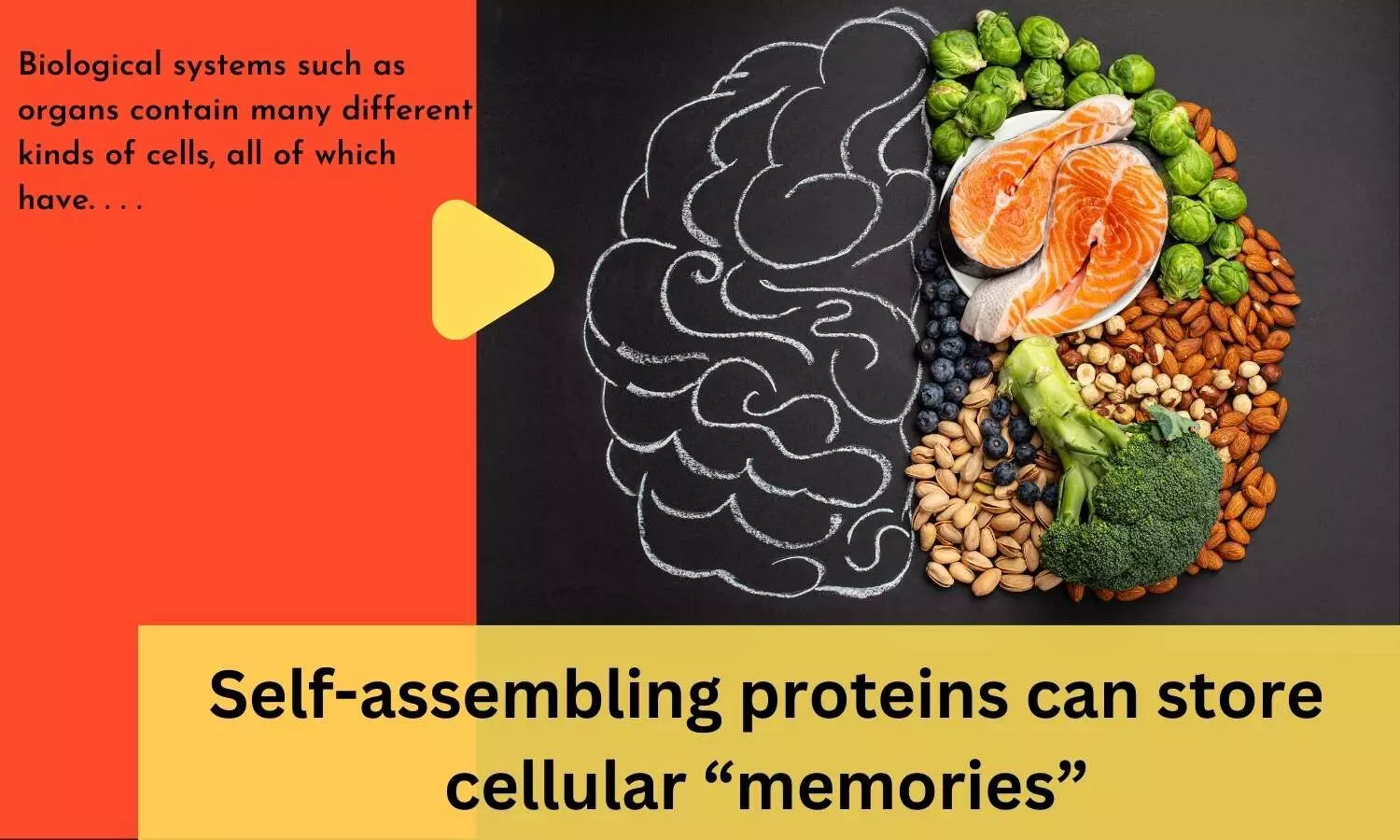 Self-assembling proteins can store cellular memories