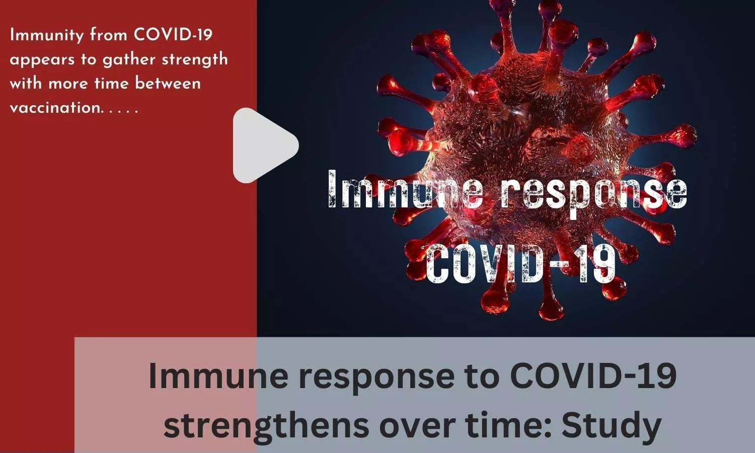 Immune response to COVID-19 strengthens over time: Study