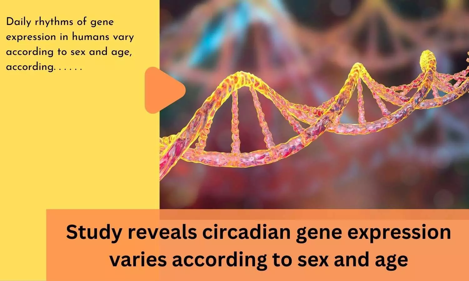 Study reveals circadian gene expression varies according to sex and age