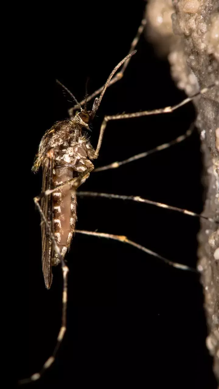 Malaria Spreads As Climate Changes