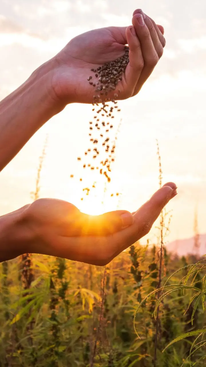 Health Benefits Of Hemp Seeds