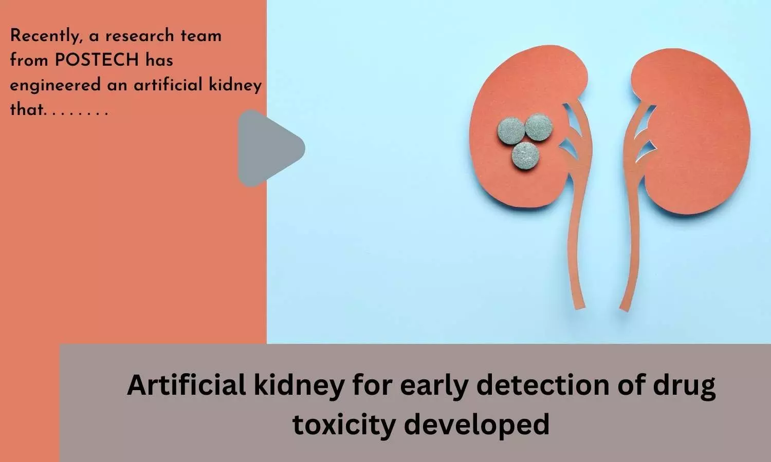 Artificial kidney for early detection of drug toxicity developed
