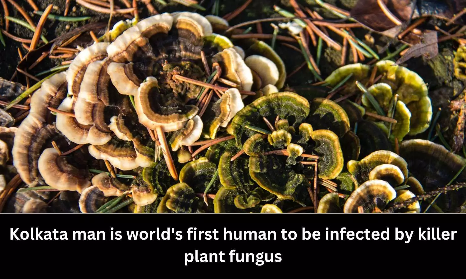 Kolkata man is worlds first human to be infected by killer plant fungus