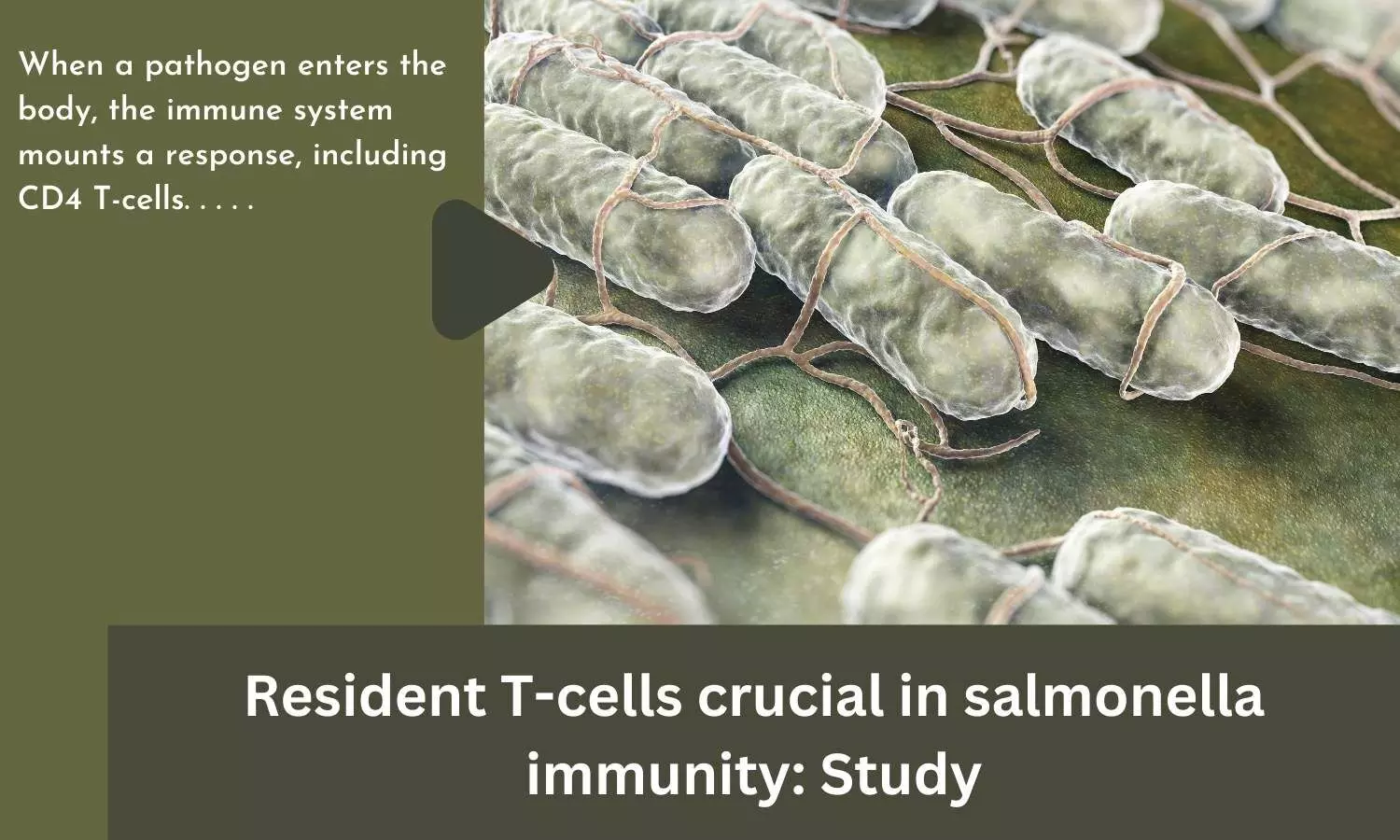 Resident T-cells crucial in salmonella immunity: Study