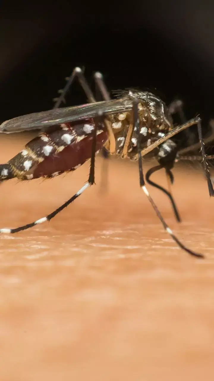 World Malaria Day 2023