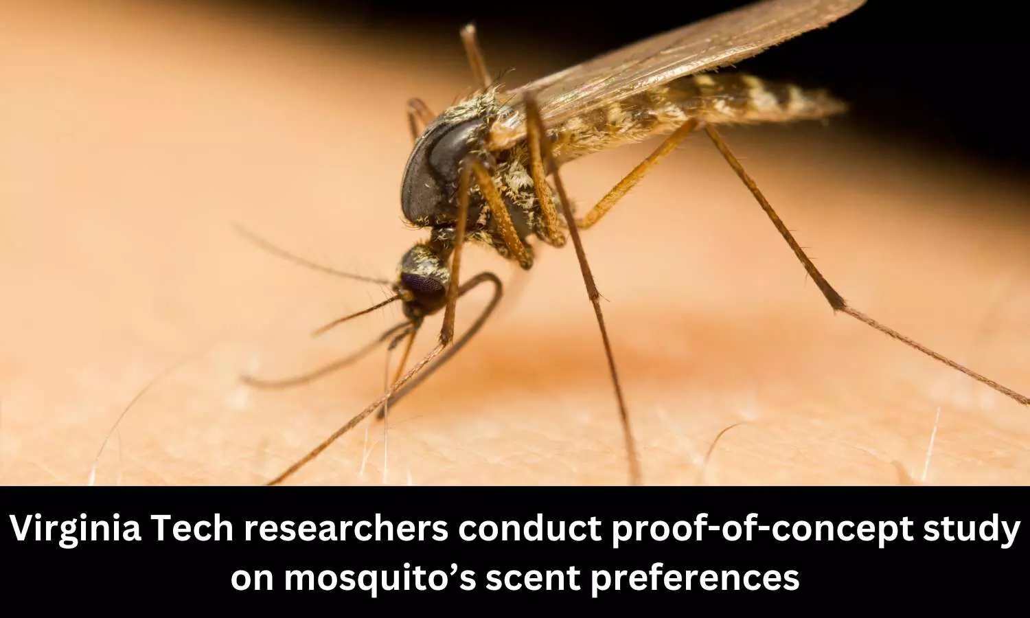 Virginia Tech researchers conduct proof-of-concept study on mosquito’s scent preferences