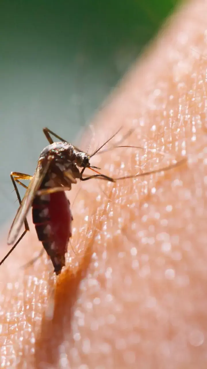 Coconut-Based Soaps May Drive Those Mosquitos Away: New Study
