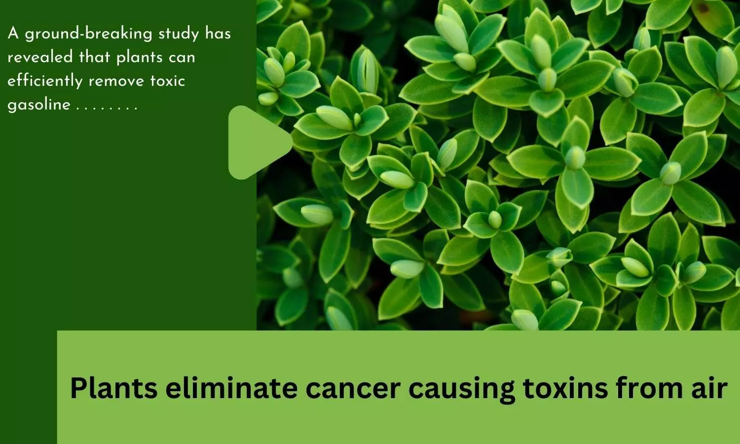 Plants eliminate cancer causing toxins from air
