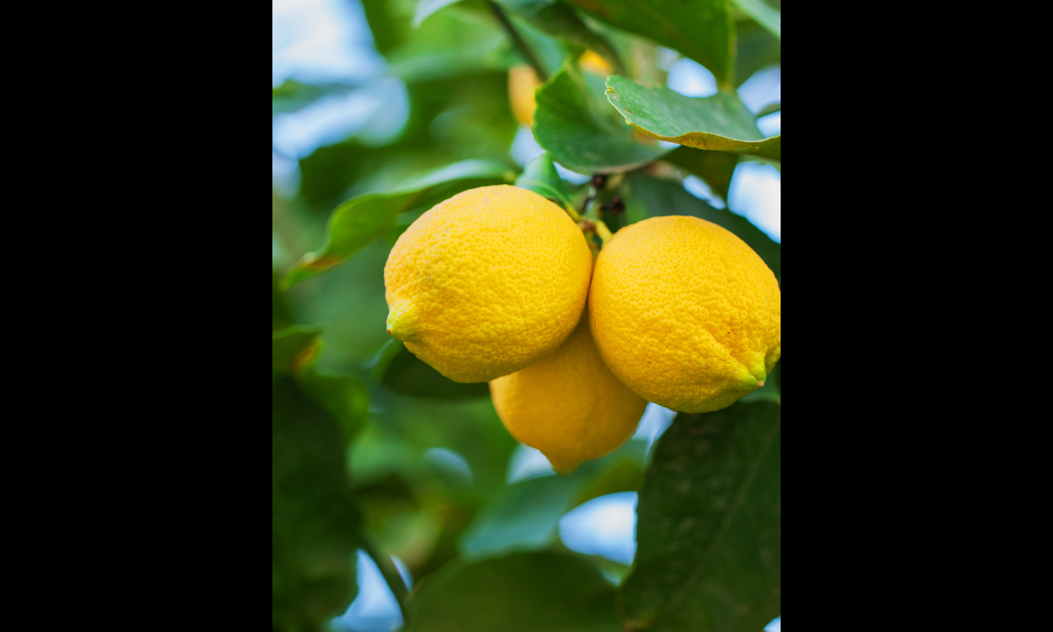 know-8-benefits-of-drinking-lemon-water-in-the-morning