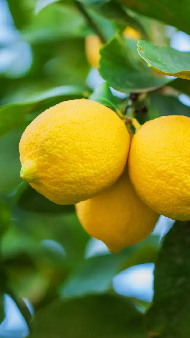 Know 8 Benefits Of Drinking Lemon Water In The Morning