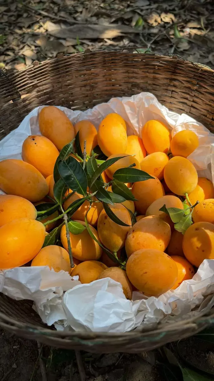 Mango Marvels: Unleashing A Tropical Health Revolution