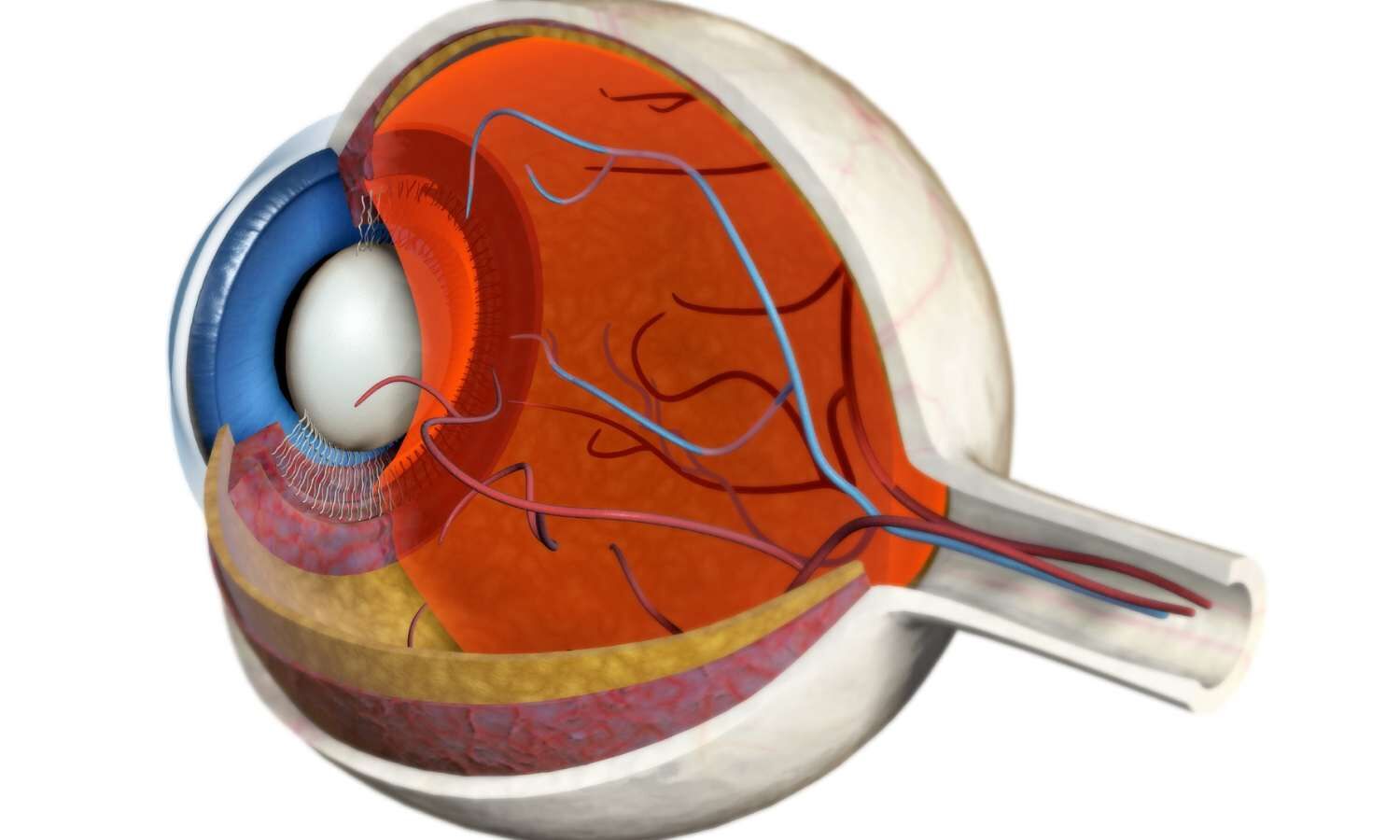 Semaglutide associated with Nonarteritic Anterior Ischemic Optic ...