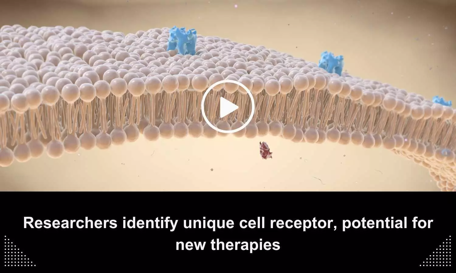 Researchers identify unique cell receptors, potential for new therapies