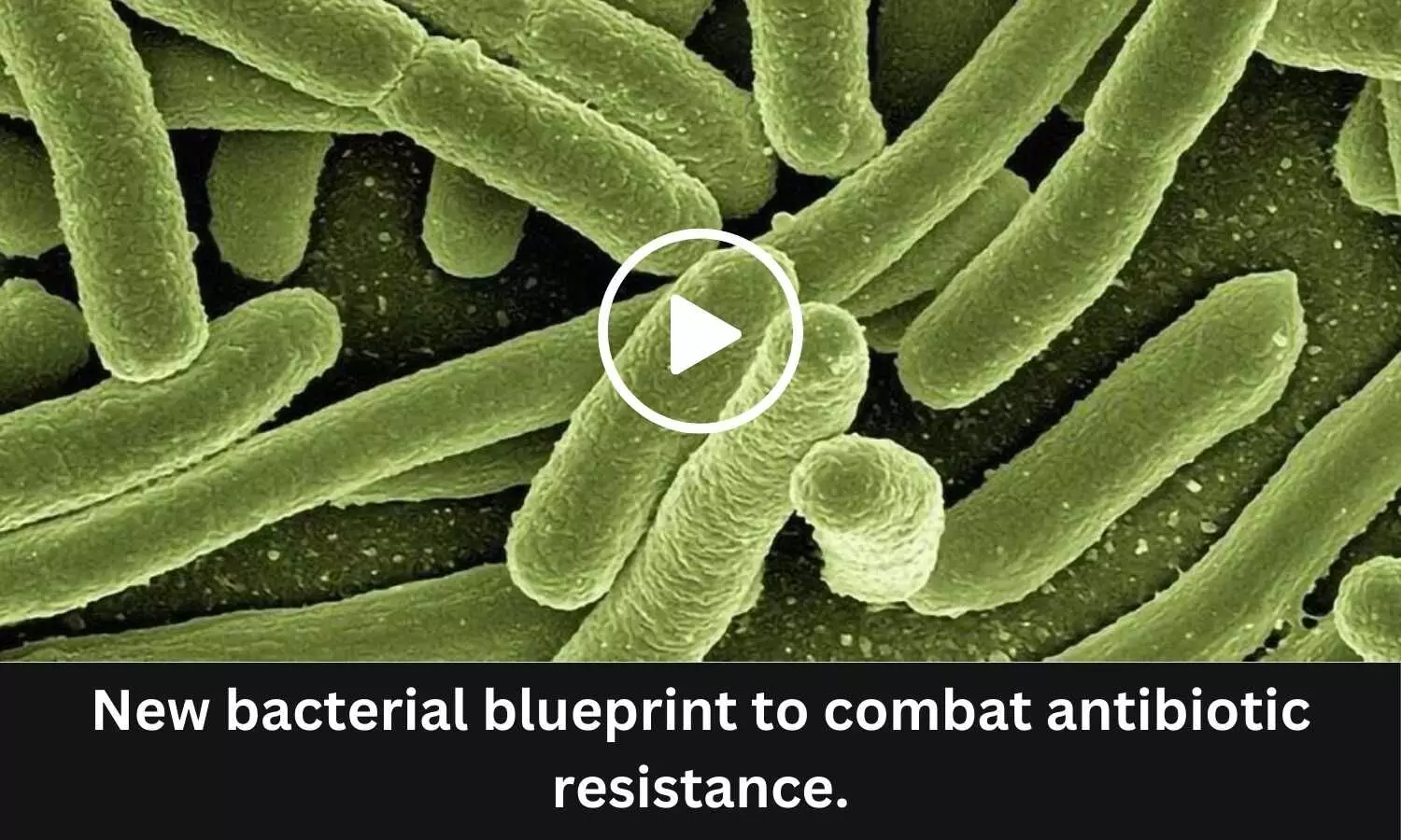 New bacterial blueprint to combat antibiotic resistance.