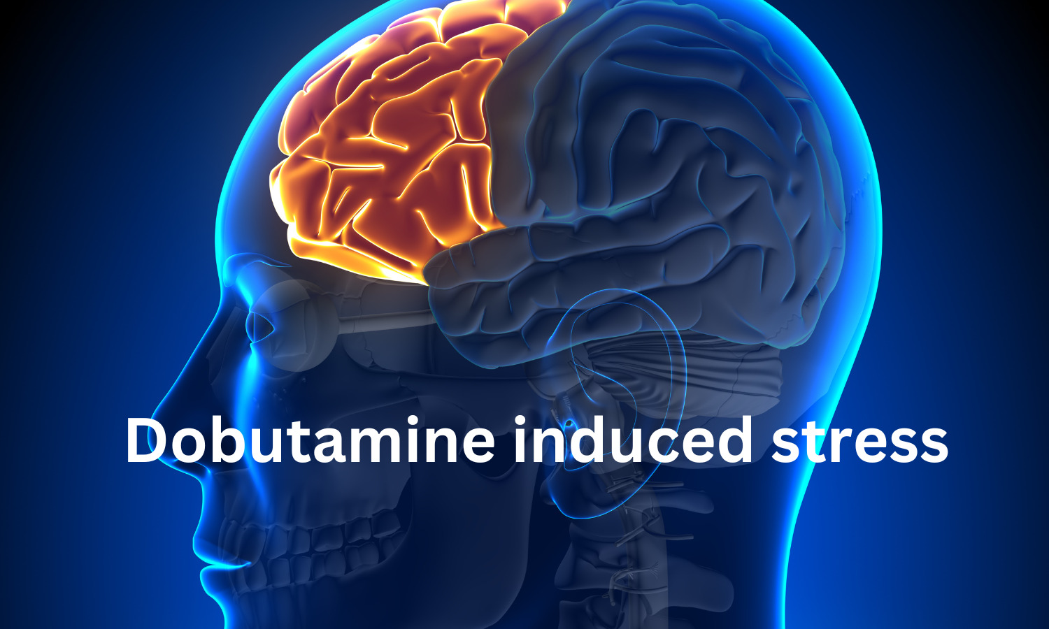 Individuals with high BMI and low SBP more likely to have stress-induced CBF decrease during dobutamine stress test