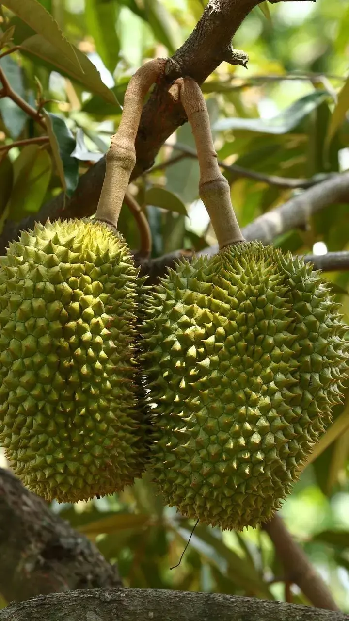 7 Amazing Health Benefits Of Durian