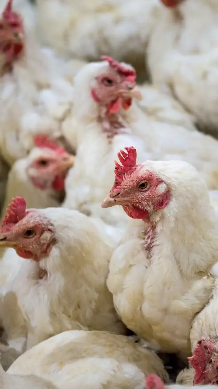 Increased Risk Of Human Infection Due To A Rise In Bird Flu Cases