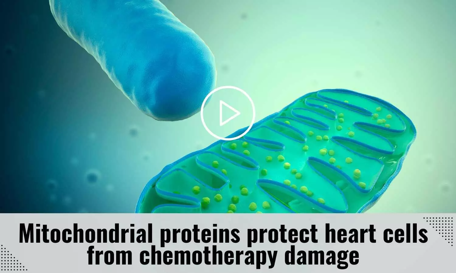 Mitochondrial proteins protect heart cells from chemotherapy damage
