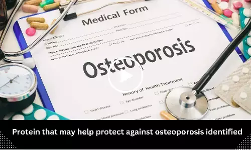 Protein that may help protect against osteoporosis identified