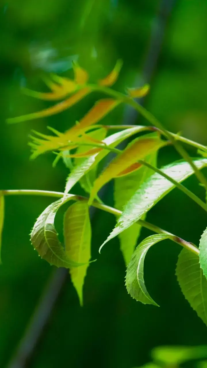 Benefits Of Neem Leaves For Hair Growth