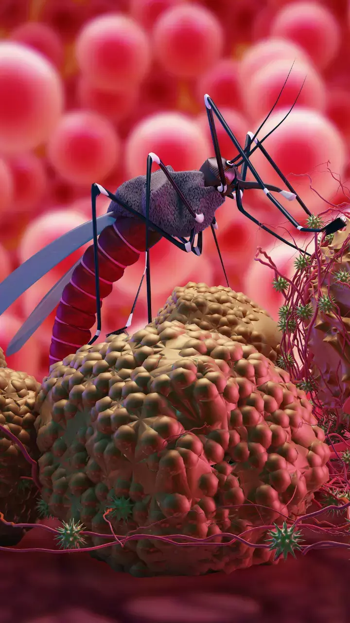 Mumbai 1st Zika Virus Case: What You Need To Know