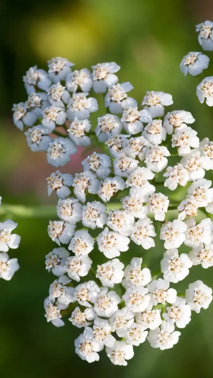 5 Effective Benefits of Yarrow For Health and Wellness