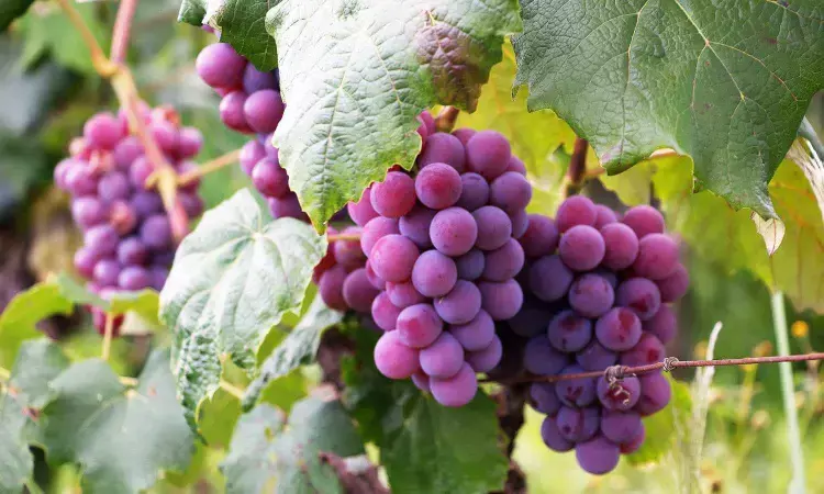 Grape consumption benefits eye health among elderly adults, finds study