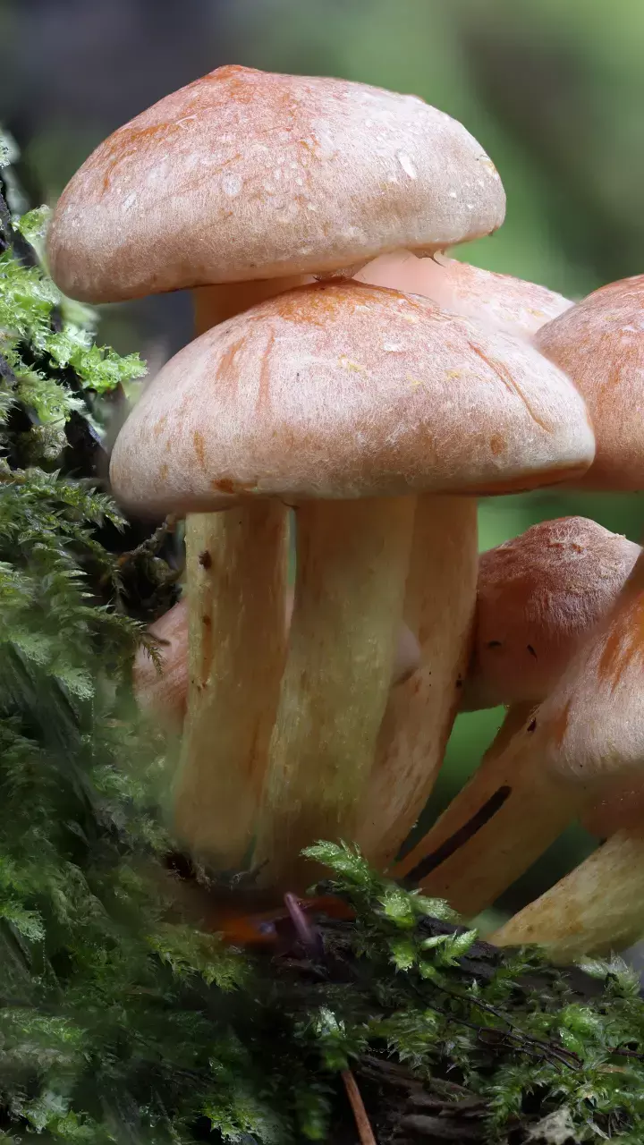 Study Shows: Low Doses Of Mushrooms Could Help Treat Mental Illness