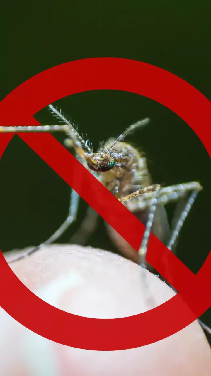 Fight Dengue: Your Complete Prevention Guide