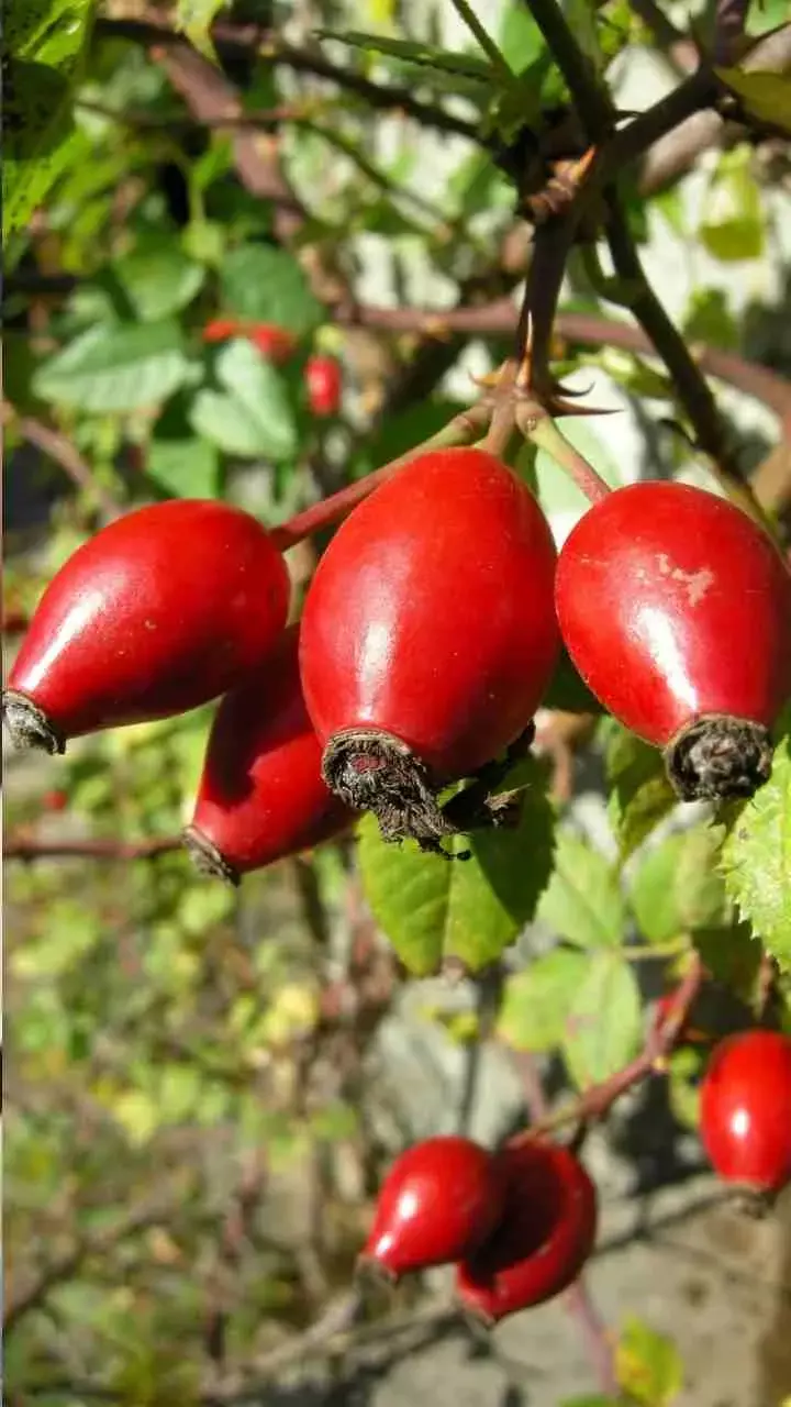 What Are Rose Hips? Exploring Their Uses And Benefits