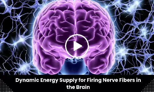 Dynamic Energy Supply for Firing Nerve Fibers in the Brain