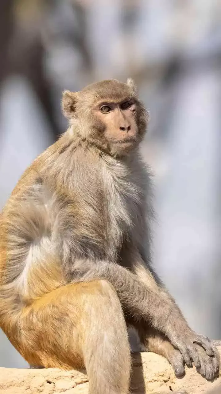 Monkey Fever: Symptoms, Prevention And Helpful Tips