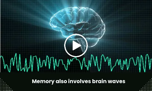 Memory also involves brain waves
