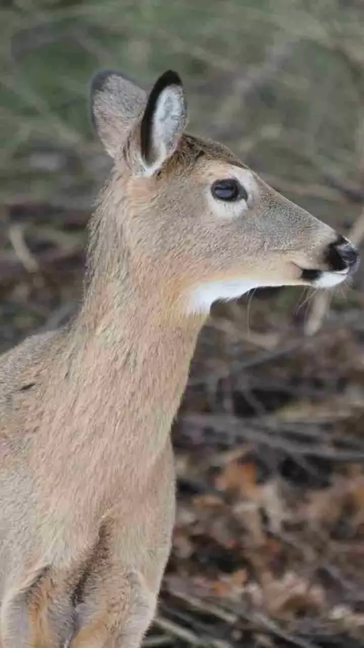 What Is Zombie Deer Disease: Know All About It
