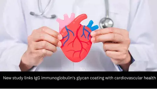 New study links IgG immunoglobulins glycan coating with cardiovascular health