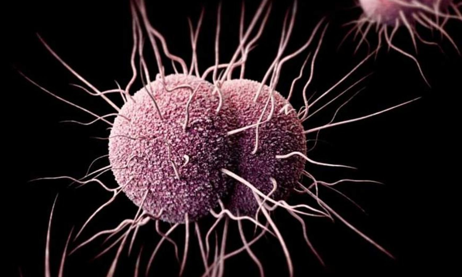 Meningococcal B vaccination does not reduce gonorrhoea, trial results show