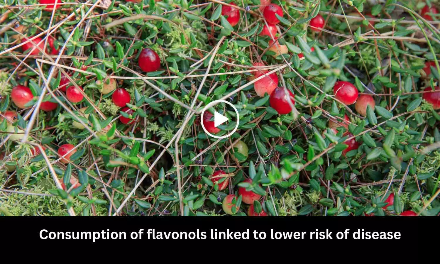 Consumption of flavonols linked to lower risk of disease