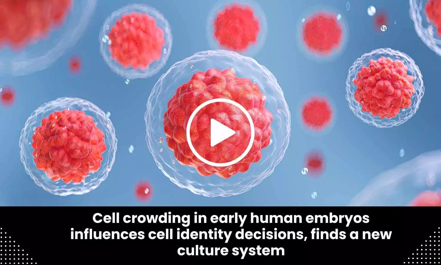 Cell crowding in early human embryos influences cell identity decisions, finds a new culture system