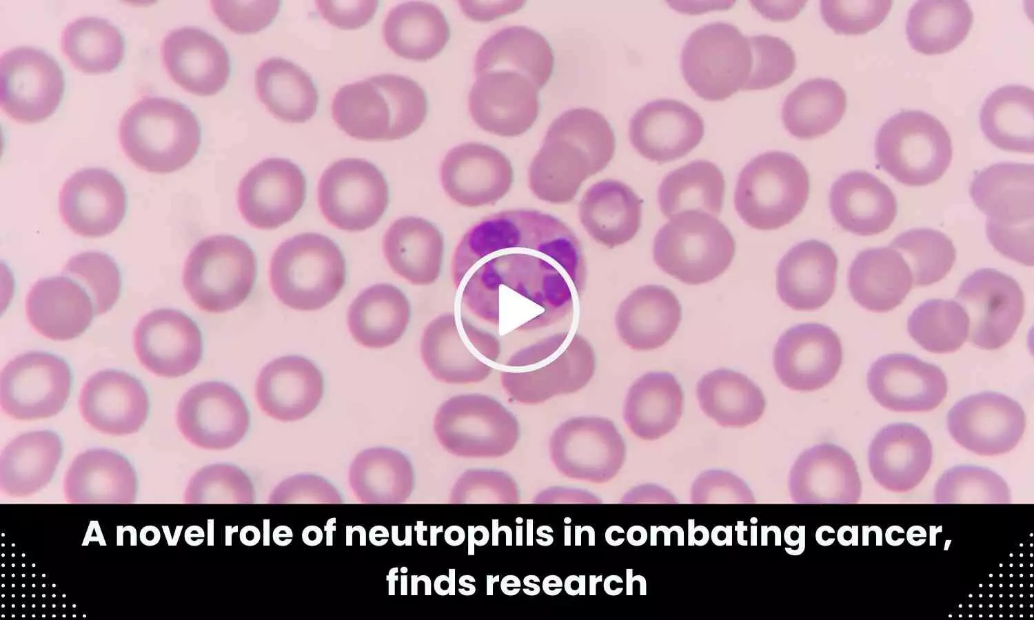A novel role of neutrophils in combating cancer, finds research