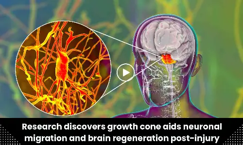 Research discovers growth cone aids neuronal migration and brain regeneration post-injury