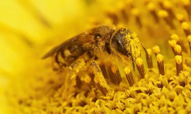 Fact Check: Can bee pollen cure Diabetes ?