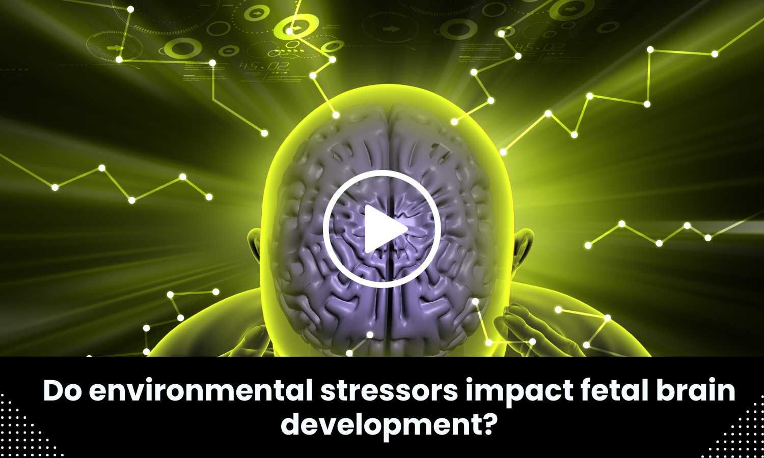Environment Brain Development Do environmental stressors impact fetal brain development?