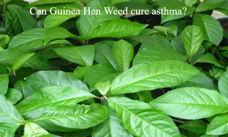 Fact check: Can Guinea Hen Weed cure Asthma?