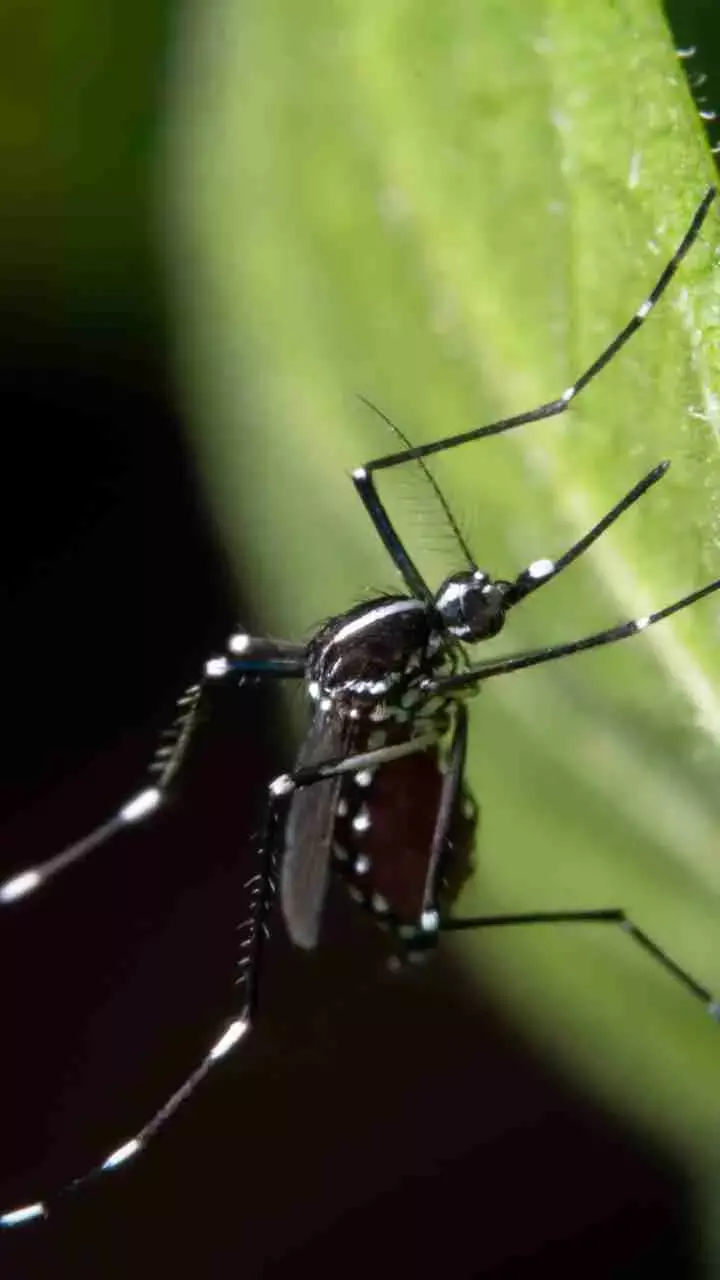 Kerala: 5 Cases Of West Nile Fever Confirmed; All Infected Healthy